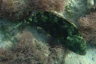 Calotomus viridescens - Grünscheckiger Papageifisch